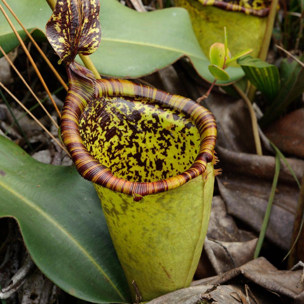 Pitcher Plant (Nepenthes attenboroughii), endemic to Mount Victoria on Palawan Island, Philippines
