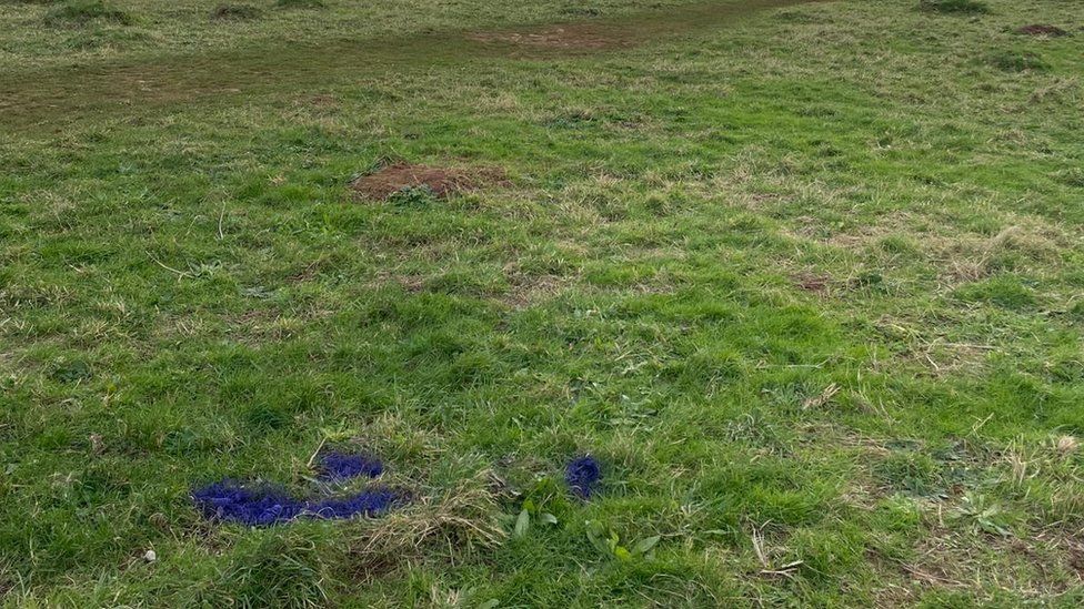 Dog mess sprayed with purple biodegradable paint