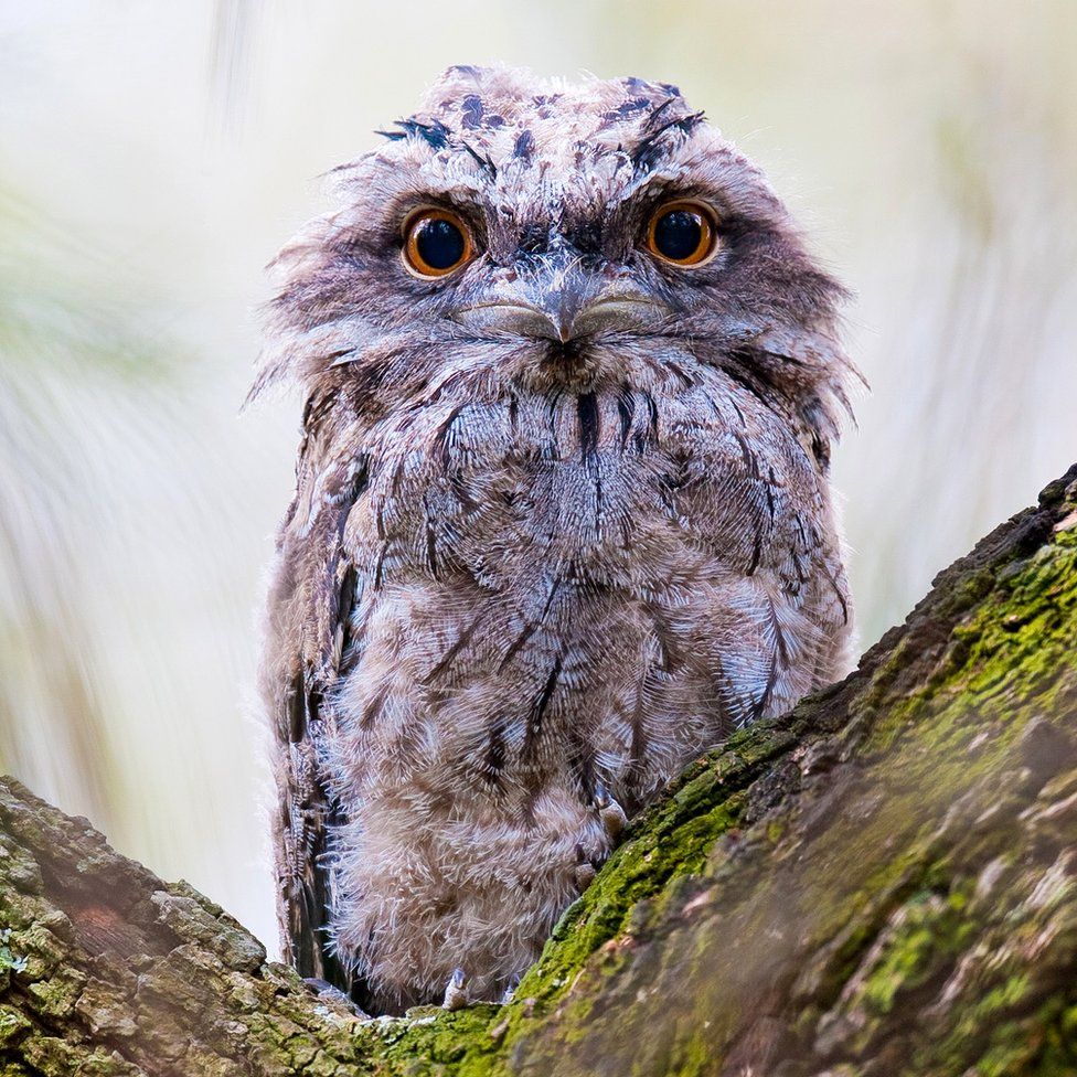 Tawny frogmouth (c) SPL