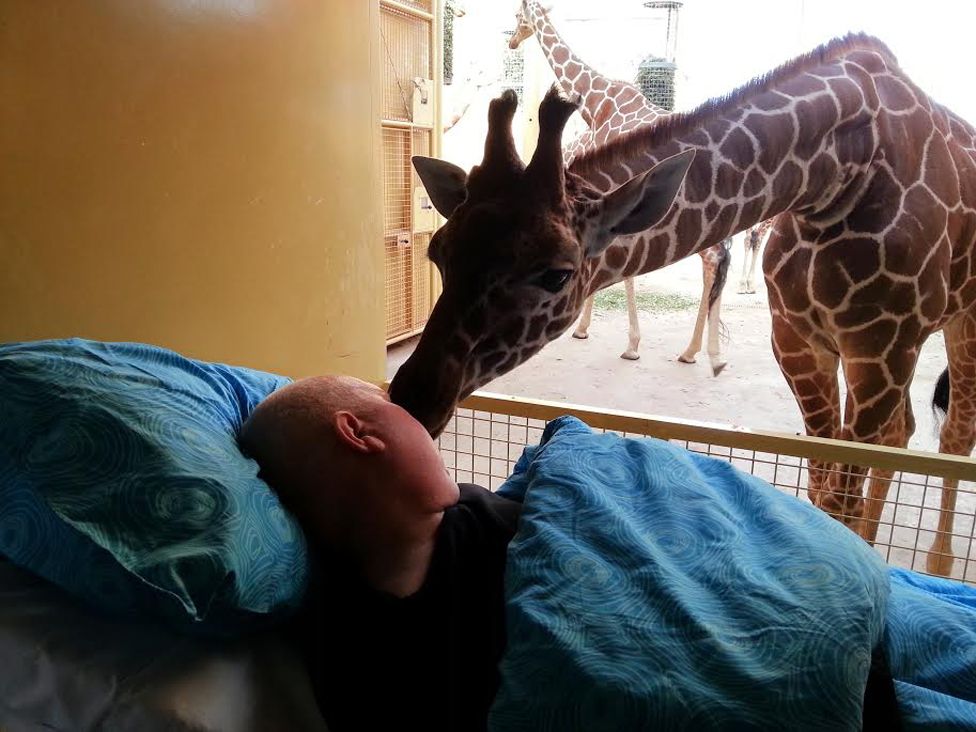 Mario receives a lick from the giraffe
