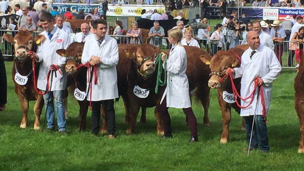 Cattle at Royal Welsh Show