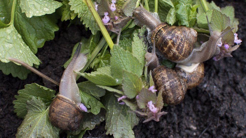 Snails at Peconic Escargot