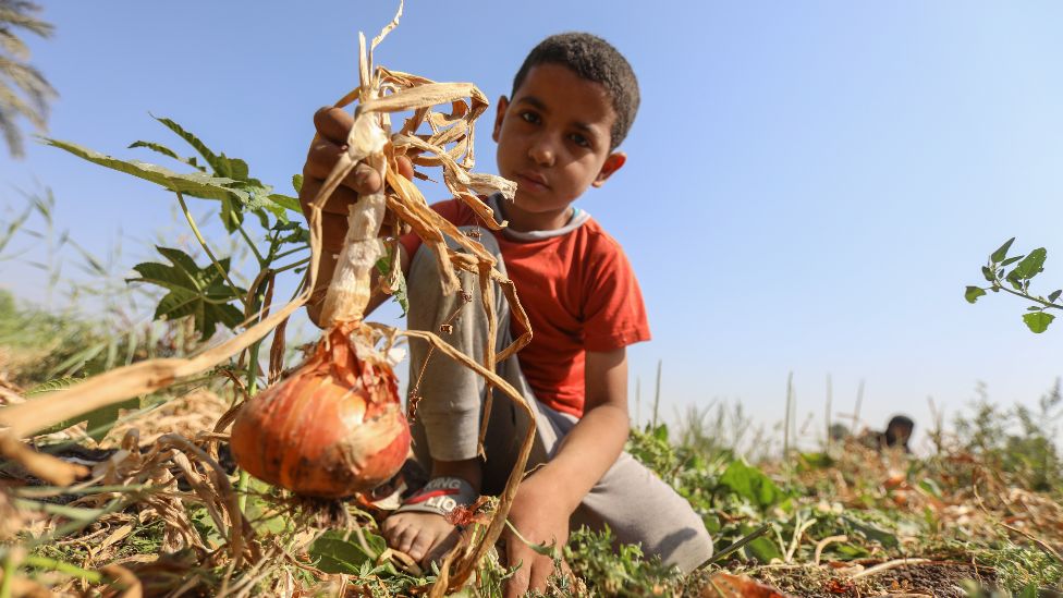 A boy harvests onion in Fayoum Province, Egypt - Thursday 9 June 2022