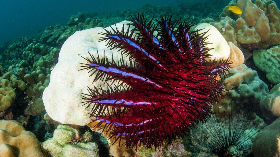 A crown-of-thorns starfish