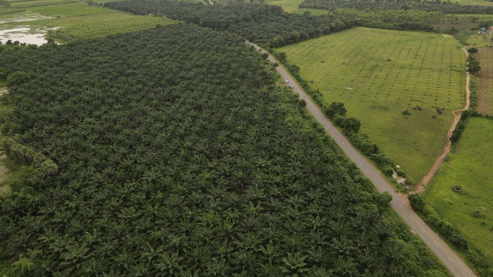 An oil palm field in Telangana