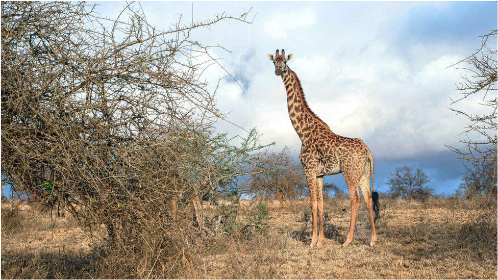 A giraffe standing on dry arid land. There is green shrubbery next to it, but it looks dry and brittle.