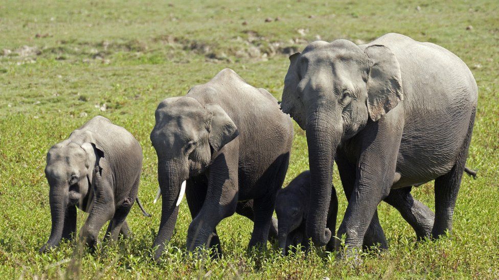 Herd of 18 Indian elephants die when forest struck by lightning - BBC News