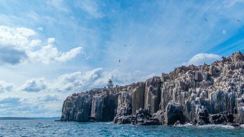 General picture of birds flying around Inner Farne