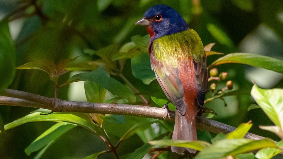 A Painted Bunting bird