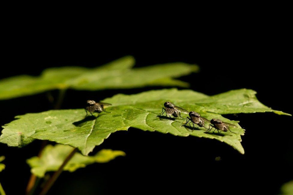 Flies on a leaf