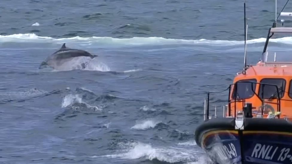 Dolphins swim near Whitby's lifeboat