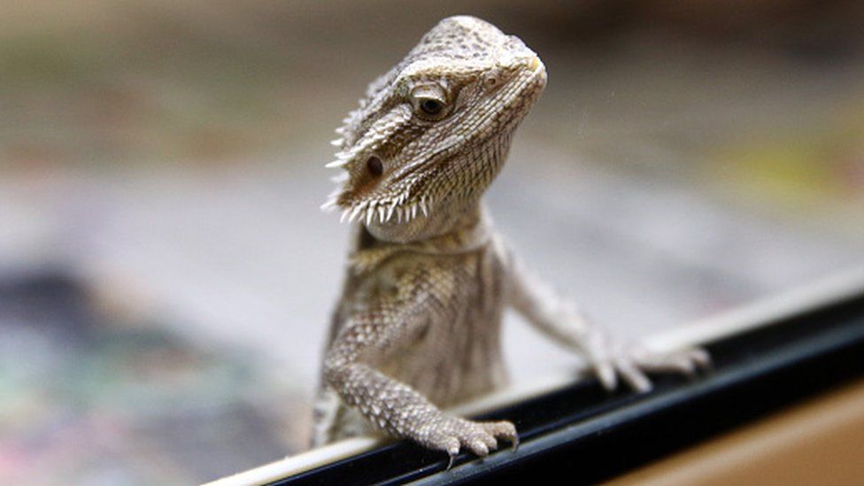 Bearded dragon