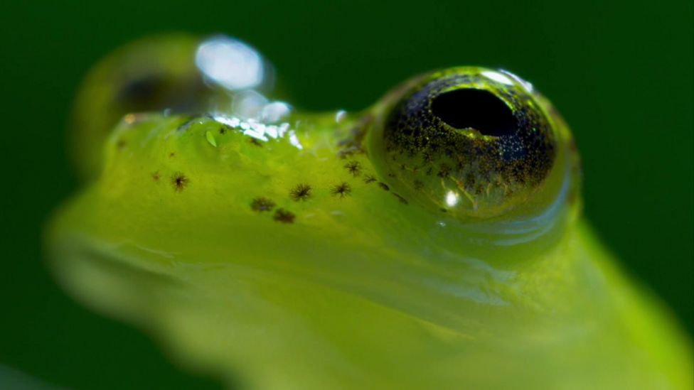 The Planet Earth II turtles were saved - BBC Newsround