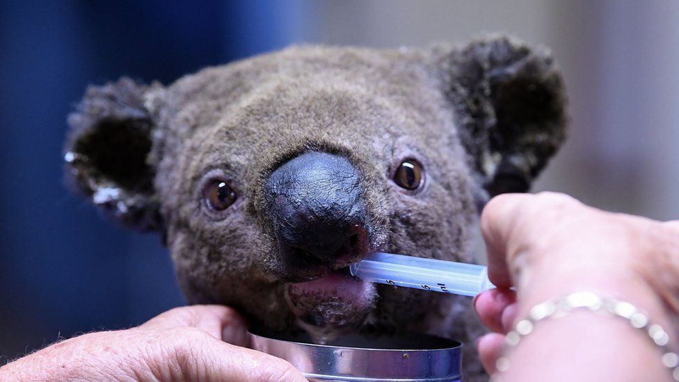 A dehydrated and injured koala is treated at the Port Macquarie Koala Hospital on 2, November following a massive blaze which ravaged a koala sanctuary.