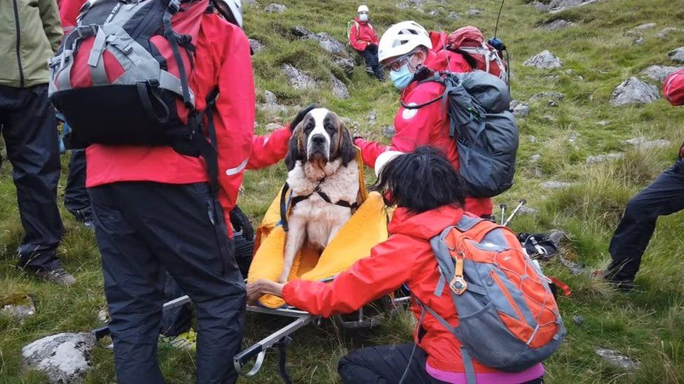 Daisy on a stretcher surrounded by rescuers