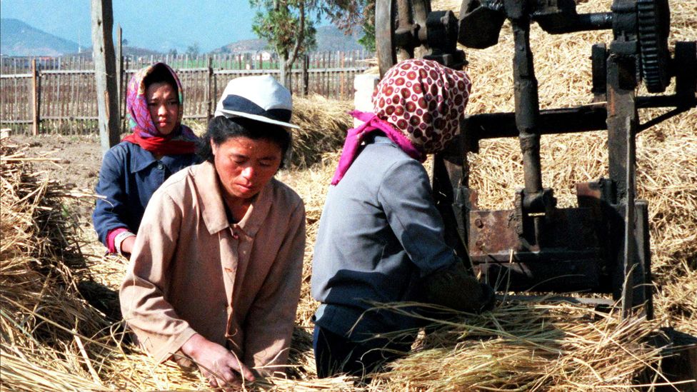North Korean women tend to rice harvest in South Hamgyong province - photo taken in 1998