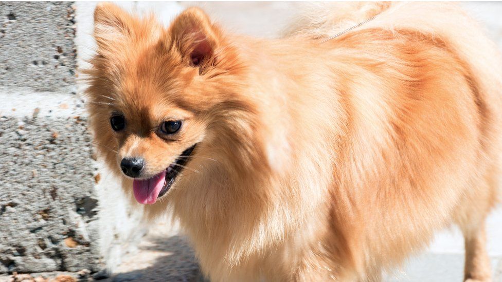 Justiça condena dona de cão que quase matou Lulu da Pomerânia