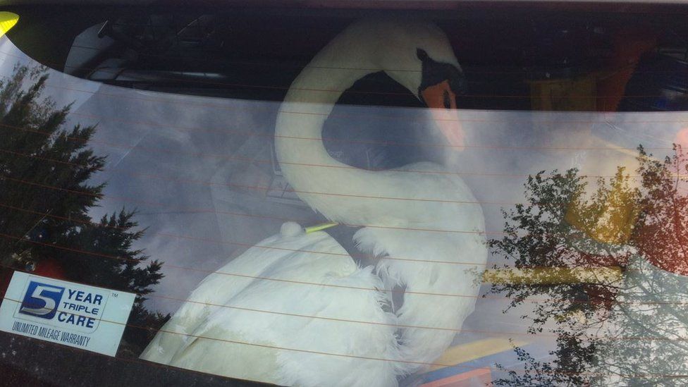 Swan in back of police car