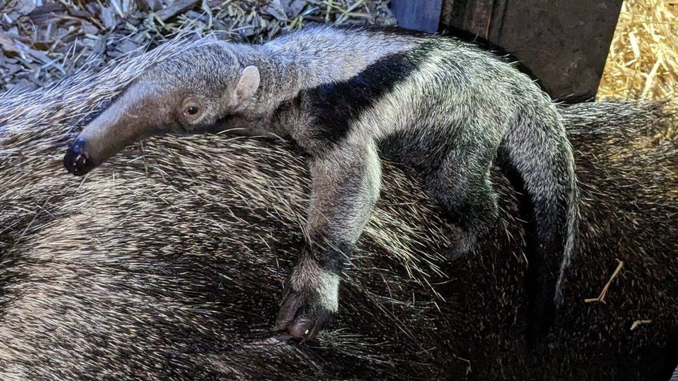 Baby giant anteater at Chester Zoo