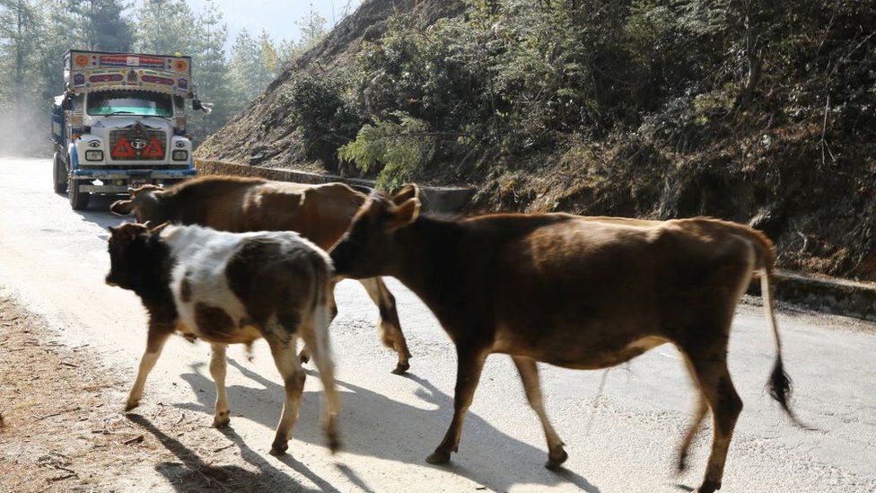 Wandering cows in Bhutan