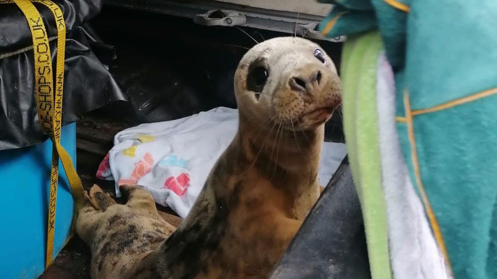 Seal pup Noel in the back of a vehicle for his journey to the RSPCA centre at Stapley Grange, Cheshire