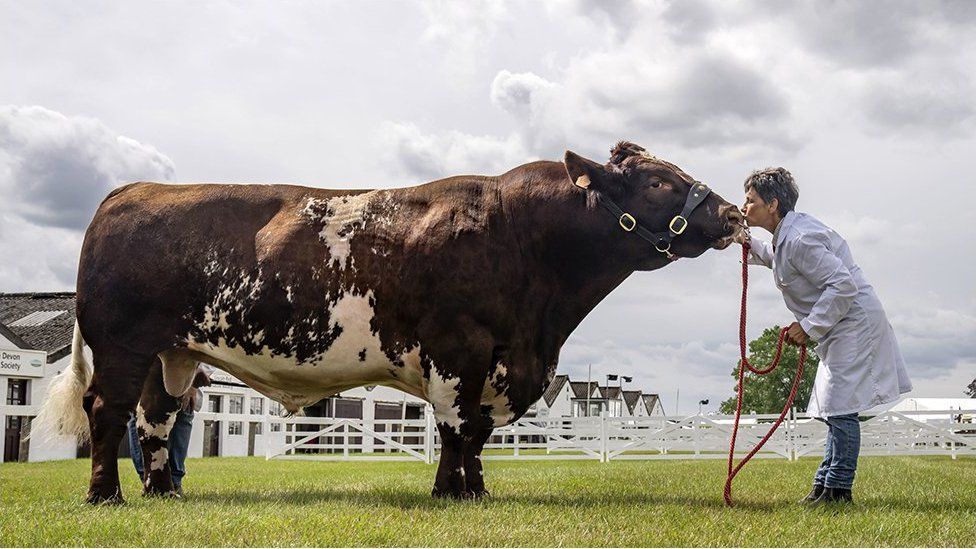 Tracy Seven with a Beef Shorthorn