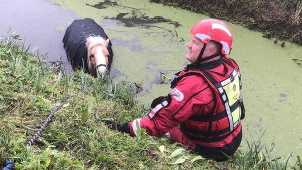 Pony being rescued from ditch