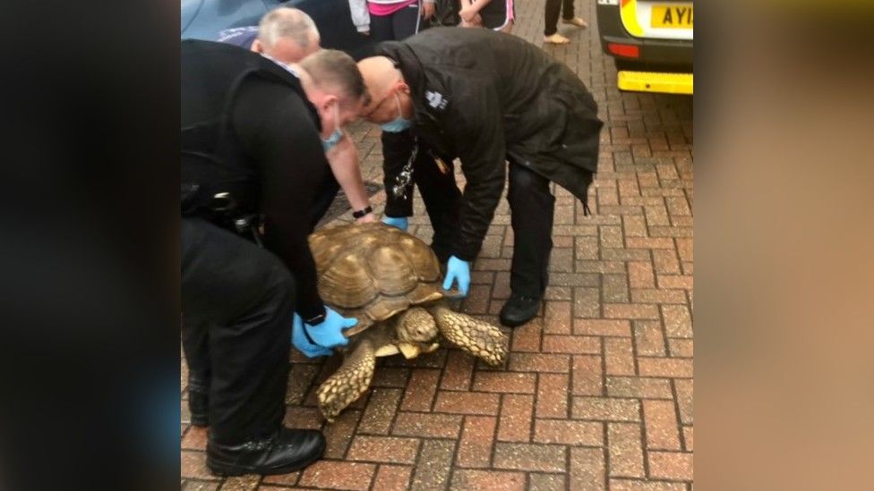 Tortoise being rescued by police