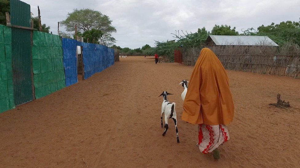 A woman in an orange shawl walks along a sandy street with her goats.