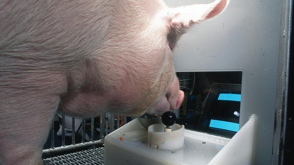 A pig uses its snout to play a simple video game on a tiny arcade-cabinet-style setup at ground level