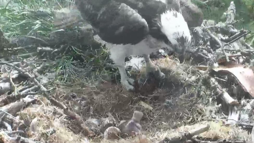 First Osprey Chick Hatches At Loch Of The Lowes Reserve Bbc News