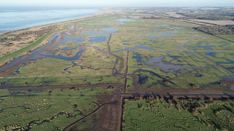 West Norfolk Sea Eagles Set To Return To Second Area In England c News