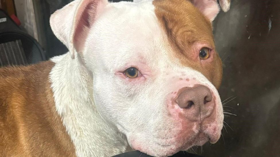 XL bully rescued after being abandoned in Ascot - BBC News