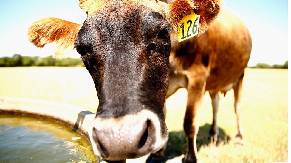 Корова с поилкой, ферма Амбери, Окленд, Новая Зеландия.
