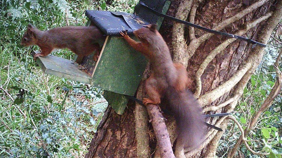 Red squirrels in Muff Glen