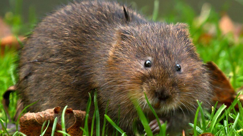 Water vole