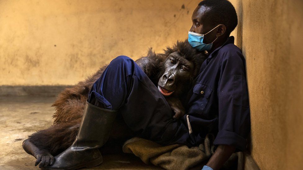 In pictures: The life of Ndakasi, a gorilla who went viral