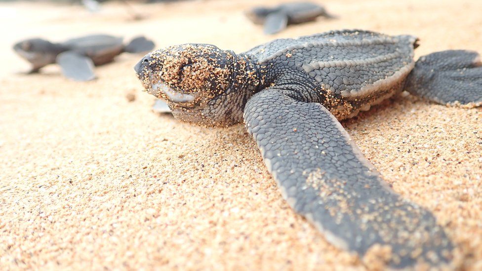 Eastern Pacific Leatherback