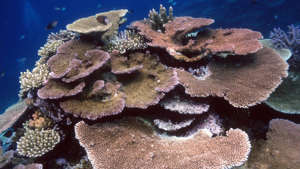 Several broad, flat corals of a pinkish brown colour, with deep blue water and fish in the background