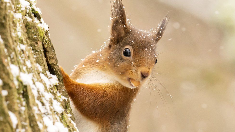 Red squirrel on a tree in winter