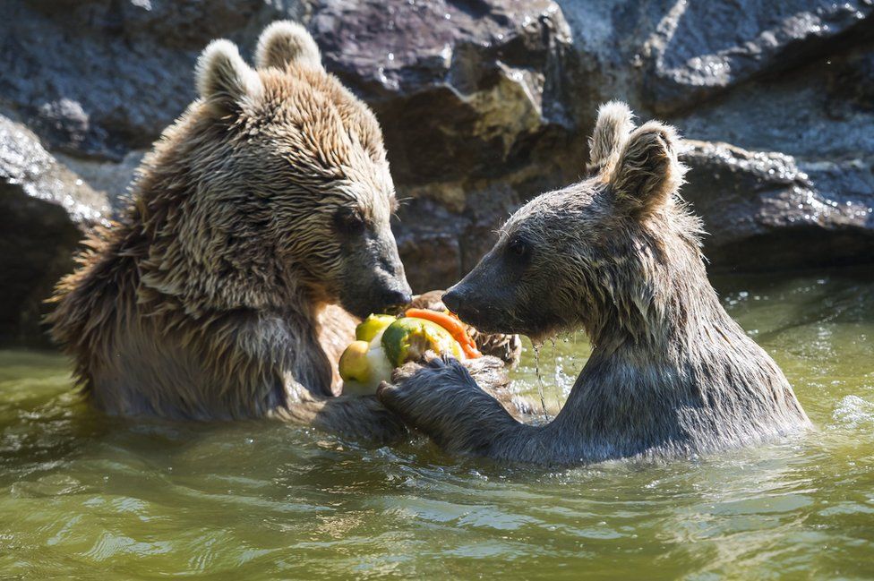 Two bears eat frozen fruit at a zoo in Switzerland