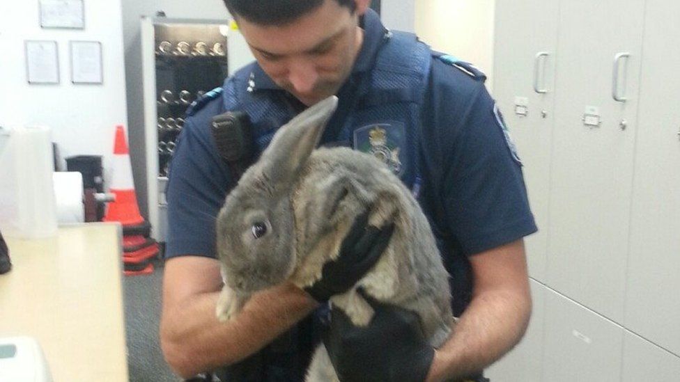 Australian insists illegal pet rabbit is a guinea pig BBC News