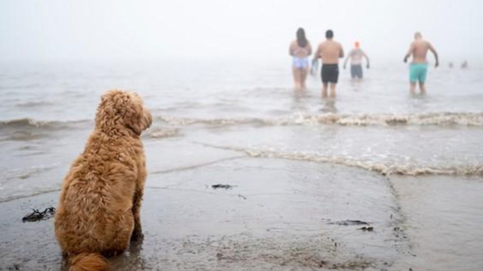 dog on beach looking at swimmers entering the water