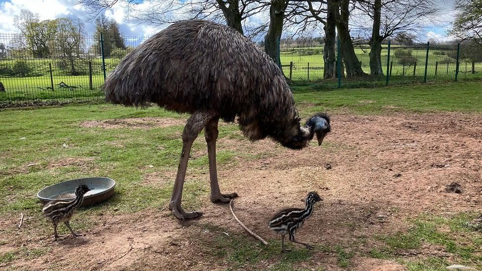 The father and two of the emu chicks at the bird sanctuary