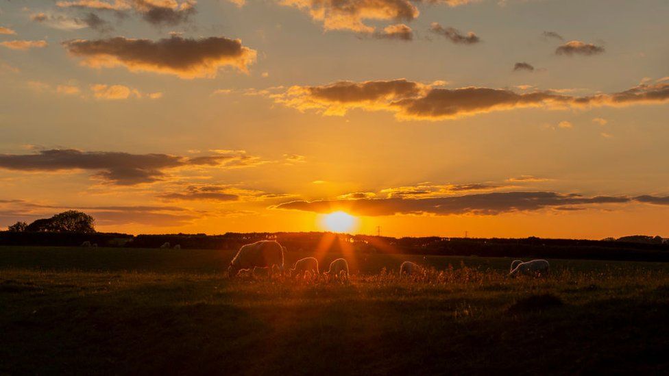 Sheep graze at sunset