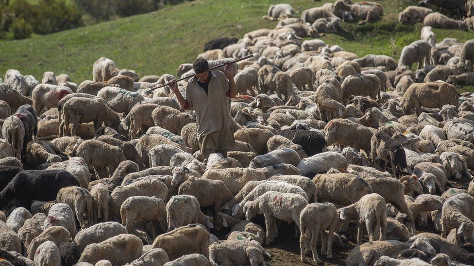 A shepherd walks near the herd of sheep at Tosa Maidan in Budgam district in central Kashmir