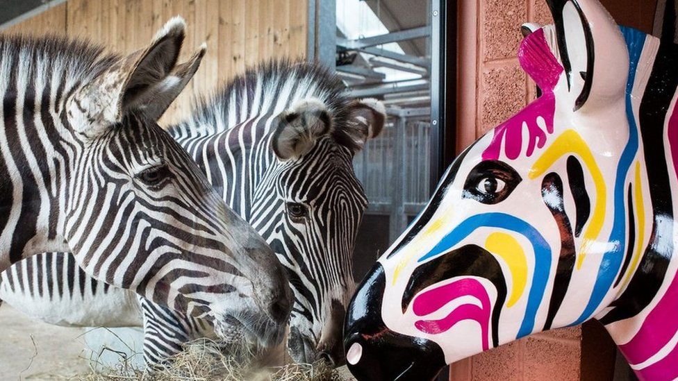 Gilbert the zebra sculpture with two real zebras at Marwell