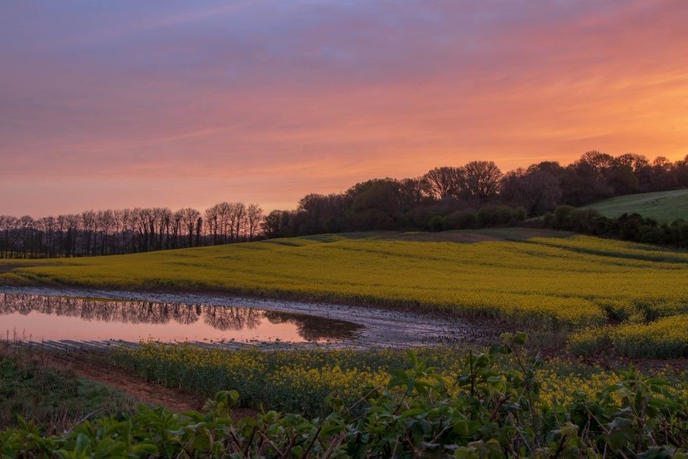 THURSDAY - Rural Wimborne at Sunrise