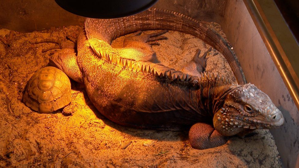 Bearded dragon abandoned during cold snap saved - BBC News