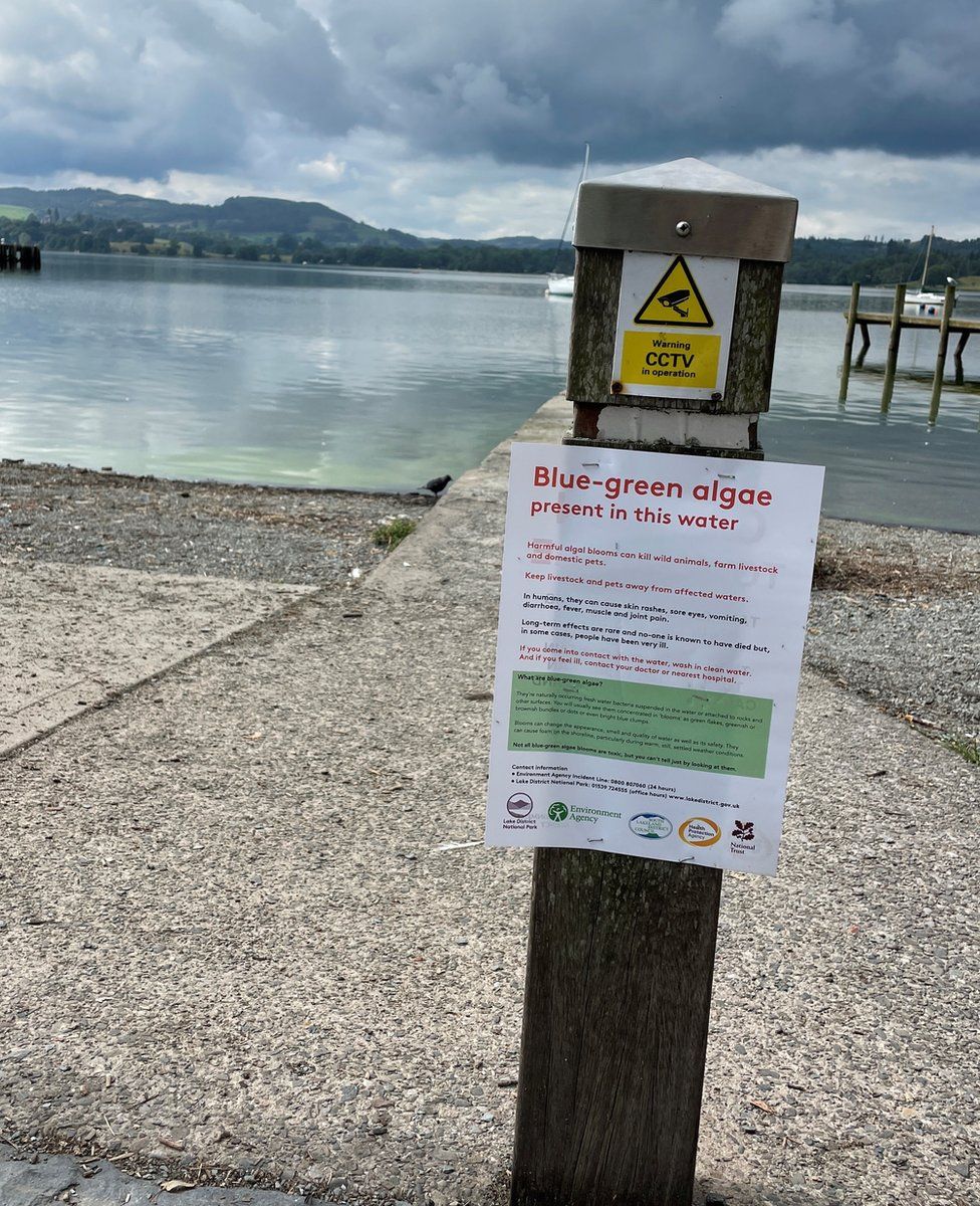 A warning notice posted at the edge of Windermere explaining the presence of blue-green algae